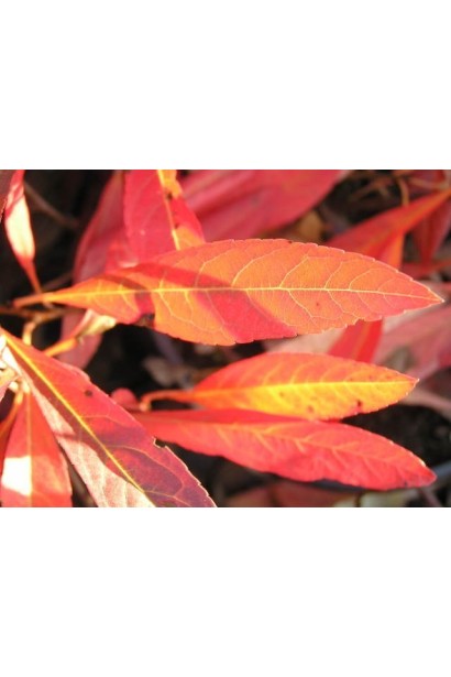 Слива приземиста Депресса на штамбі 